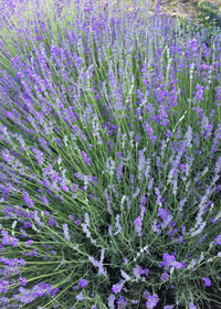 Lavandula angustifolia 'Bowles'